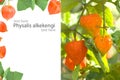 Creative layout made of Chinese Lantern Plant Physalis alkekengi Royalty Free Stock Photo