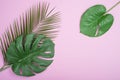 Creative layout made of colorful tropical leaves on pink background. Minimal summer exotic concept with copy space