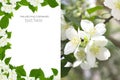 Creative layout made of Flowers English dogwood or sweet mock-orange Philadelphus coronaries