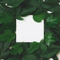 Creative layout made of green leaves with empty blank for note on black. Top view. Nature concept. Royalty Free Stock Photo