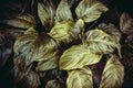 Creative layout made of green leaves. Flat lay, Nature