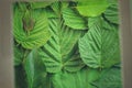 Creative layout made of green leaves. Flat lay. Nature background