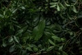 Creative layout made of green leaves. Flat lay. Nature concept