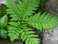 creative layout made of green leaves and typical textures of a flat nature.