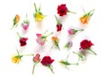 Creative layout made with pink, red and yellow roses flowers on white background. Summer minimal concept with light and with hard Royalty Free Stock Photo