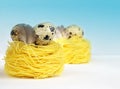 Creative layout made of quail eggs and feathers on yellow pasta nests on blue background. Spring and Easter holiday concept food Royalty Free Stock Photo