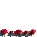 Creative layout made with red roses flowers on white background. Summer minimal concept with light and with hard shadows Royalty Free Stock Photo
