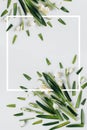 Creative layout made with snowdrop flowers on a bright background with white frame. Flat lay, top view, copy space. Spring minimal Royalty Free Stock Photo