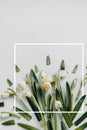 Creative layout made with snowdrop flowers on a bright background with white frame. Flat lay, top view, copy space. Spring minimal Royalty Free Stock Photo