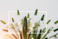 Creative layout made with snowdrop flowers on a bright background with white frame. Flat lay, top view, copy space. Spring minimal Royalty Free Stock Photo