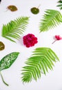 Creative layout made of spring flowers and green leaves. Nature background. Season minimal pattern. Peony flower, begonia and Royalty Free Stock Photo