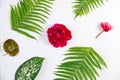 Creative layout made of spring flowers and green leaves. Nature background. Season minimal pattern. Peony flower, begonia and Royalty Free Stock Photo