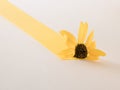 Creative layout made of sunflower on white background. Minimal nature concept