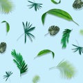 Creative layout made of tropic monstera leaves on pastel background