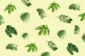 Creative layout made of tropic monstera leaves on pastel background