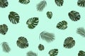 Creative layout made of tropic monstera leaves on pastel background.