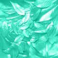 Creative layout made of tropical leaves in mint color. Trendy green and turquoise color. Flat lay. Top view. Mock up