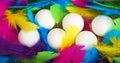 Creative layout made of white chicken eggs in wooden box with colorful feathers trendy neon colors. Spring and Easter holiday Royalty Free Stock Photo