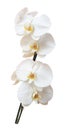 Creative layout made of white orchid isolated on a white background clipping path. Object concept. Macro concept Royalty Free Stock Photo