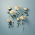 Creative layout made of white roses on blue background. Flat lay, top view minimal concept