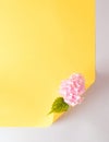 Creative layout with paper card note copy space and pink flower on yellow background. Minimal nature concept. Flat lay Royalty Free Stock Photo