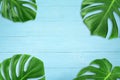 Creative layout summer tropical leaf Flat lay composition. Green tropic leaves frame with copy space on blue wood background.