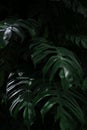 Creative layout, tropical rainforest foliage plants fern bushes dark green leaves. Royalty Free Stock Photo