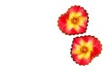 Creative love composition - two floral hearts with yellow-red rose flower