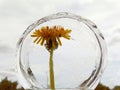 Yellow dandelion flower frozen in ice against a gray sky Royalty Free Stock Photo