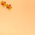 Creative minimal autumn concept on pastel background made with two multi-colored maple leaves. Top view and copy space layout