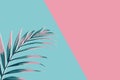 Creative minimal summer idea. Green pink palm leaf branches. Tropical exotic background with empty space for text.