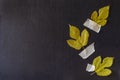 Creative multitask background with fallen leaves and duct tape on black background Royalty Free Stock Photo