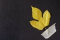 Creative multitasking background with fallen leaf and duct tape on black background Royalty Free Stock Photo