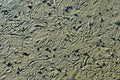 Abstract pattern made by mollusc on beach