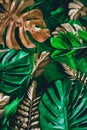 Creative nature background. Gold and green tropical Monstera and palm leaves. Minimal summer abstract jungle or forest pattern. Royalty Free Stock Photo
