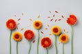 Creative nature composition of beautiful yellow and orange gerbera flowers with petals. Autumn windy day. Flat lay Royalty Free Stock Photo