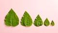 Creative nature concept - green leaf growth stages. Minimal nature concept. Green leaves on pink background top view. Flat Lay. Royalty Free Stock Photo