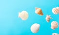 Creative nautical summer tropical concept. Beautiful sea shells of different shapes and colors on pastel gradient blue background