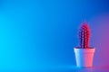 Creative neon background with cactus. Multicolor abstract backdrop with vibrant gradients. Exotic plants with pink, red