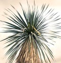 Creative palm in nature Royalty Free Stock Photo