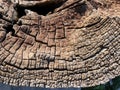 Creative patterns of the trunk of trees cut down and old trees in the forest