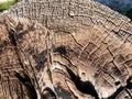 Creative patterns of the trunk of trees cut down and old trees in the forest