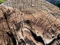 Creative patterns of the trunk of trees cut down and old trees in the forest