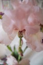 Creative perspective pink flower iris