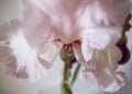 Creative perspective pink flower iris