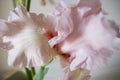 Creative perspective pink flower iris