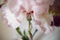 Creative perspective pink flower iris
