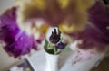 Creative perspective of iris flower in apartment interior