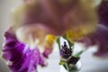 Creative perspective of iris flower in apartment interior