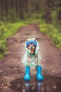 Creative photo of a dog in a raincoat and rubber boots. Rainy weather